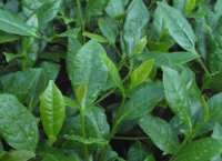 番茄潛葉蛾最佳防治方法？