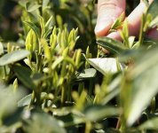 茶的原產(chǎn)地是哪個(gè)國家？