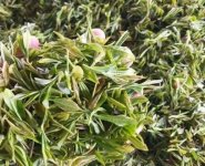 臨沂特產(chǎn)送人必買(mǎi)清單？