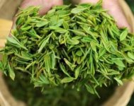 茶樹產(chǎn)量高嗎？一畝產(chǎn)多少斤？