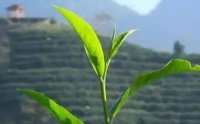 客田鎮(zhèn)：茶樹吐新芽，茶農(nóng)喜增收