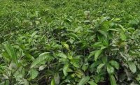 2024年4月茶樹(shù)最新詳情：茶樹(shù)過(guò)度種植、供過(guò)于求